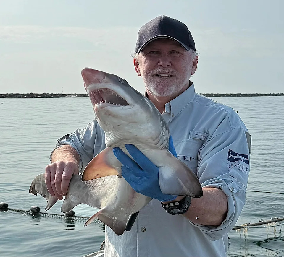 Atlantic Shark Institute Records Its First Hammerhead Tag Off Block Island