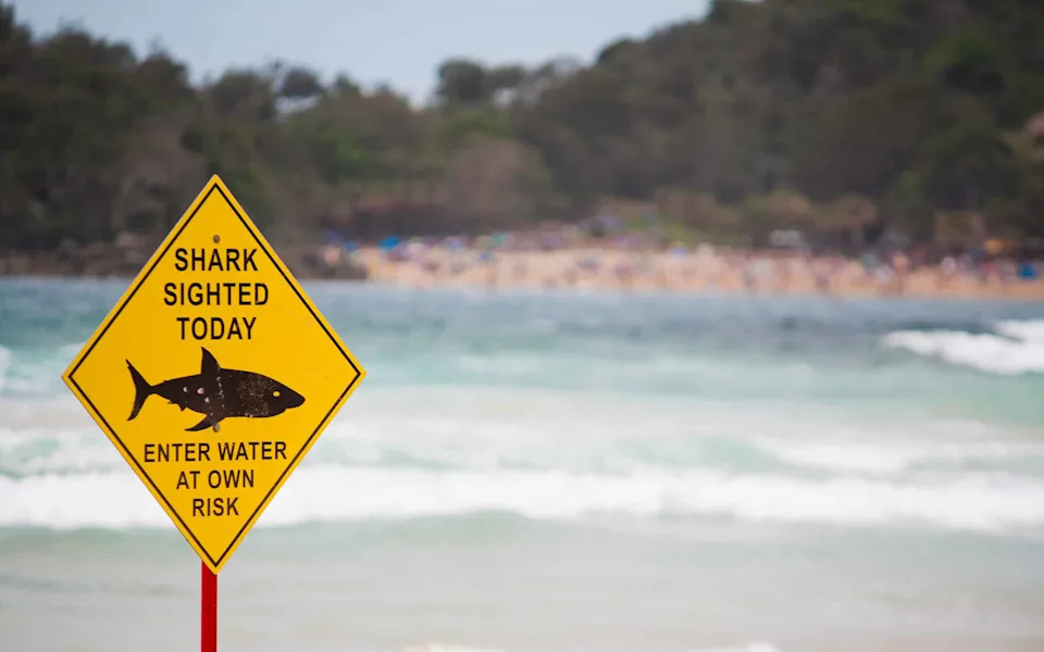 40 velikih belih ajkula u jednom danu: Šta „super“ El Niño znači za kalifornijske plaže