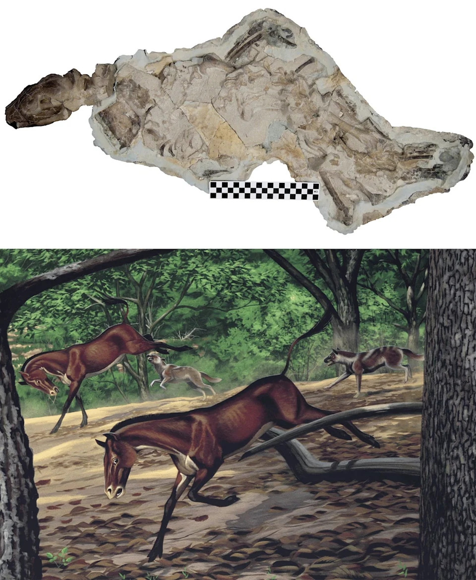 Nearly Complete 30-Million-Year-Old Fossil Reclassified As Early Dog — Mesocyon Reveals Lost Canid Ecology
