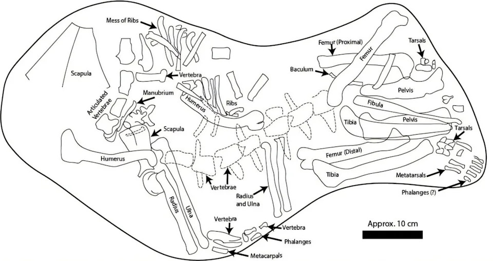 Nearly Complete 30-Million-Year-Old Fossil Reclassified As Early Dog — Mesocyon Reveals Lost Canid Ecology