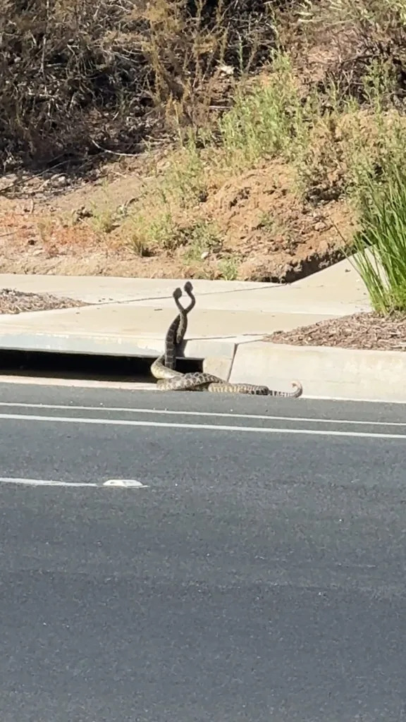 Giant Rattlesnakes Lock in Rare 'Combat Dance' on Thousand Oaks Street as Snakebites Rise