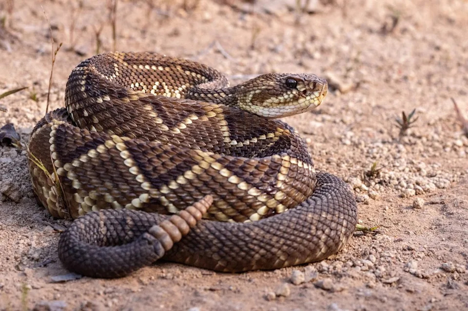Giant Rattlesnakes Lock in Rare 'Combat Dance' on Thousand Oaks Street as Snakebites Rise