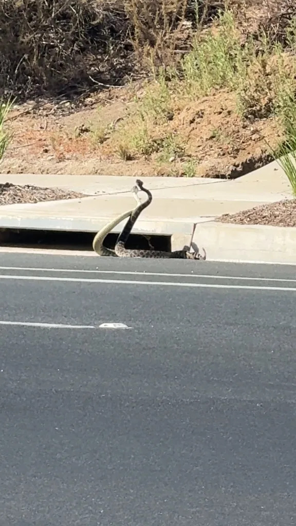 Giant Rattlesnakes Lock in Rare 'Combat Dance' on Thousand Oaks Street as Snakebites Rise