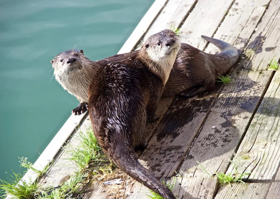 River Otters Ambush and Drown Brown Pelicans at Point Reyes Lagoon — 73 Birds Found in One Season