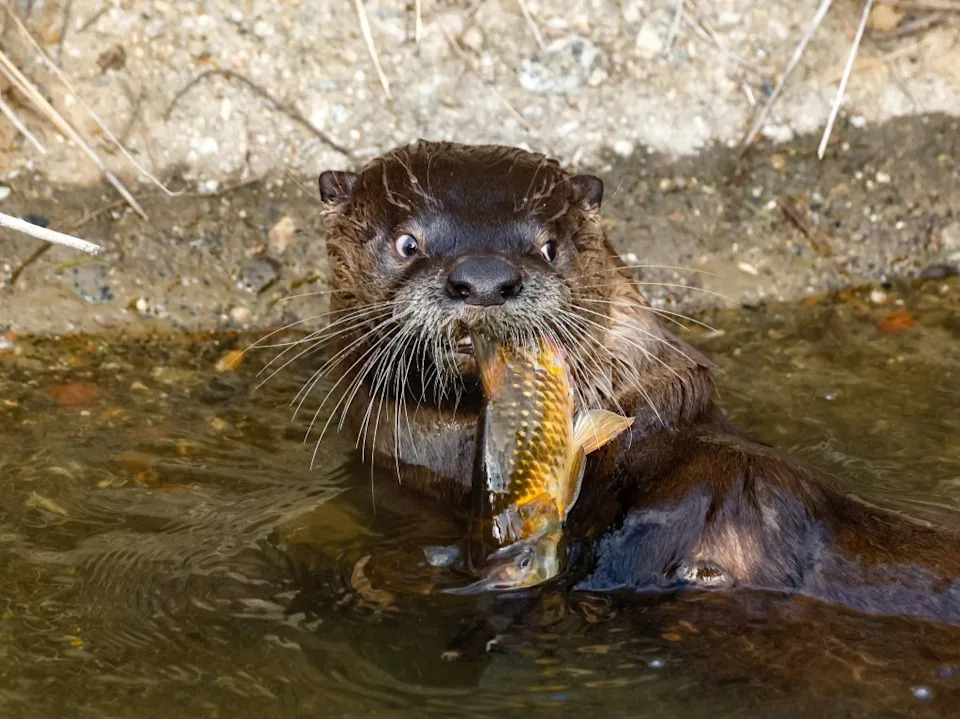 River Otters Ambush and Drown Brown Pelicans at Point Reyes Lagoon — 73 Birds Found in One Season