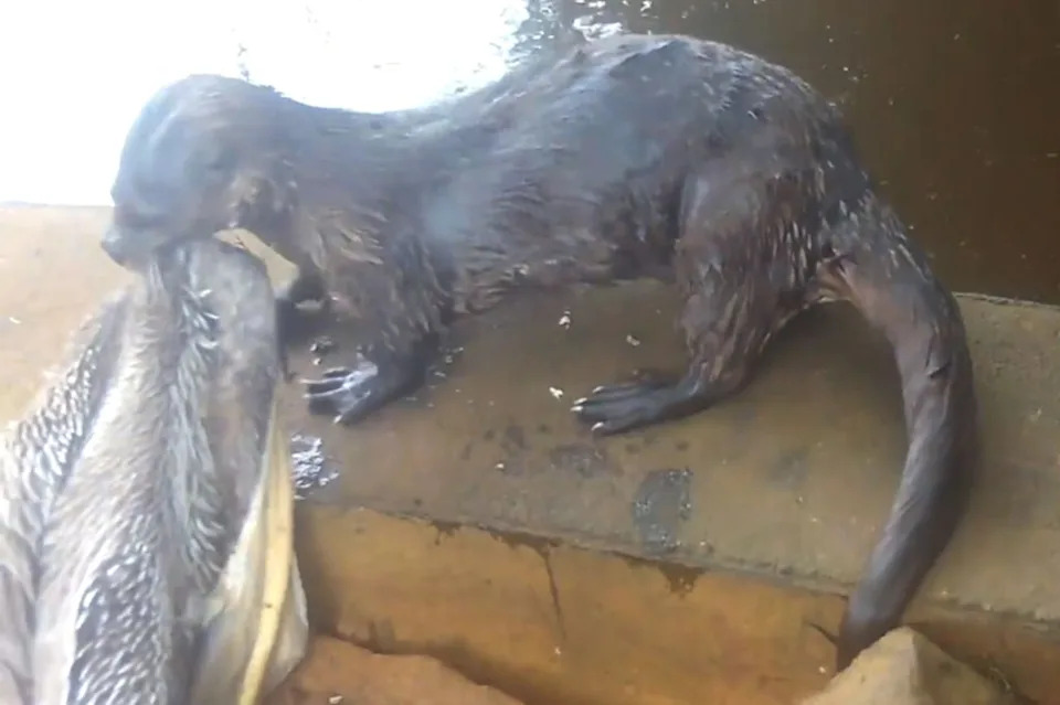 River Otters Ambush and Drown Brown Pelicans at Point Reyes Lagoon — 73 Birds Found in One Season