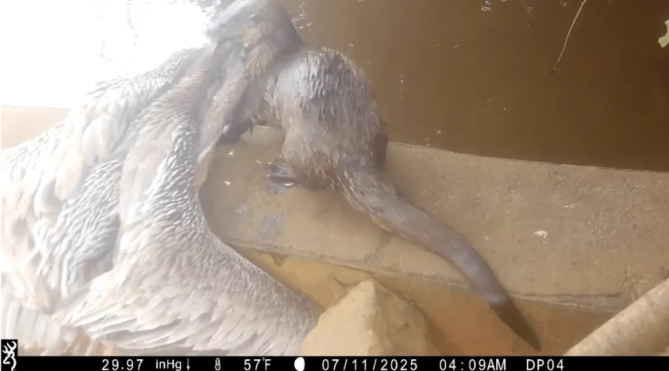River Otters Ambush and Drown Brown Pelicans at Point Reyes Lagoon — 73 Birds Found in One Season