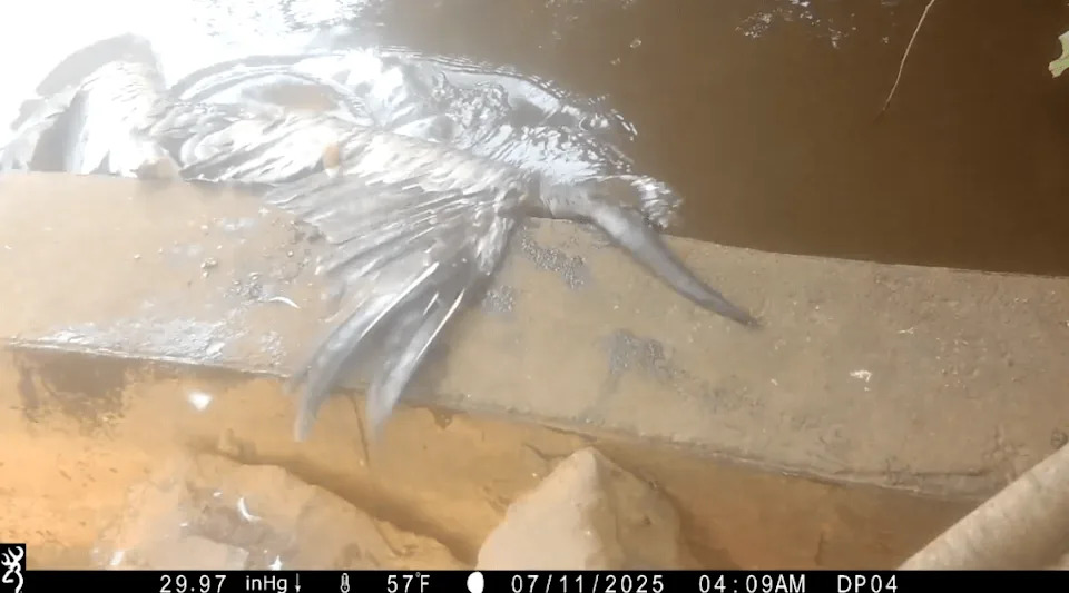 River Otters Ambush and Drown Brown Pelicans at Point Reyes Lagoon — 73 Birds Found in One Season
