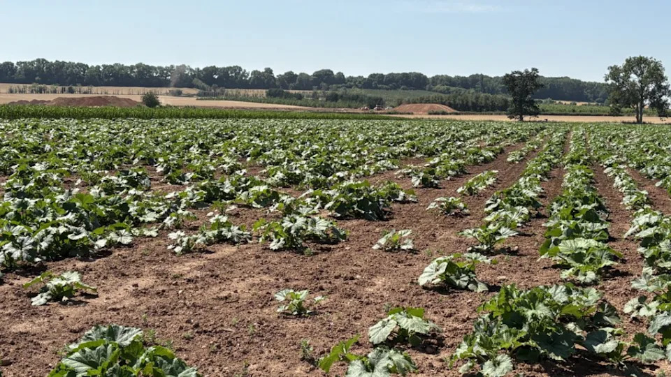 Herefordshire Farmer Keeps Afloat After Floods And Drought By Launching Pumpkin Patch