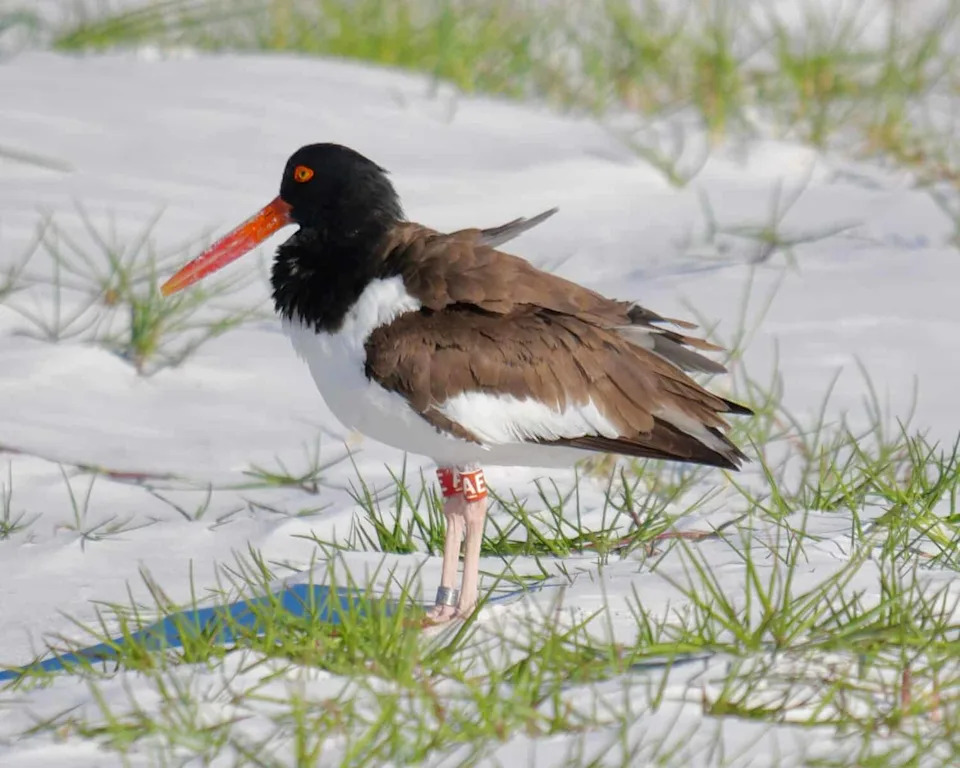 The Oystercatcher’s Comeback: How 15 Years of Local Action Boosted Populations 45%