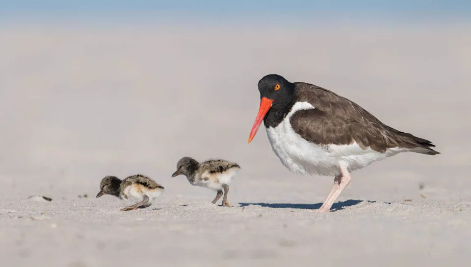 The Oystercatcher’s Comeback: How 15 Years of Local Action Boosted Populations 45%