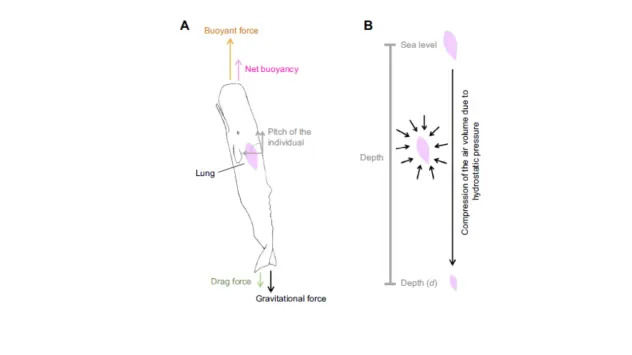 Sleeping Giant: How Sperm Whales Use Bubbles to Stay Afloat While Resting