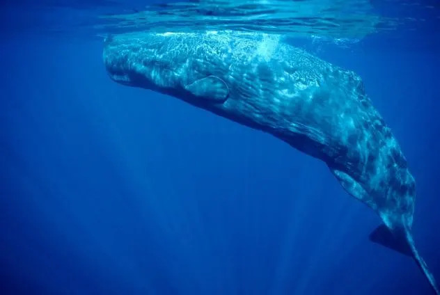 Sleeping Giant: How Sperm Whales Use Bubbles to Stay Afloat While Resting