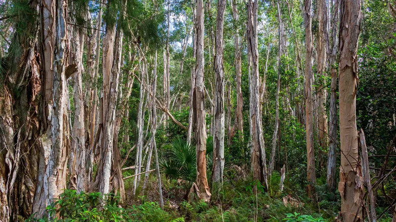 Četiri sitna insekta spašavaju Everglades — invazivna melaleuka svedena na 10%