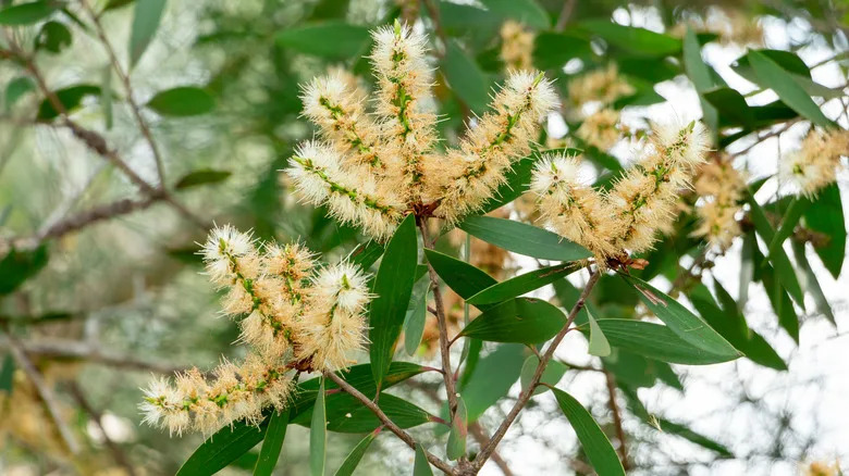 Četiri sitna insekta spašavaju Everglades — invazivna melaleuka svedena na 10%
