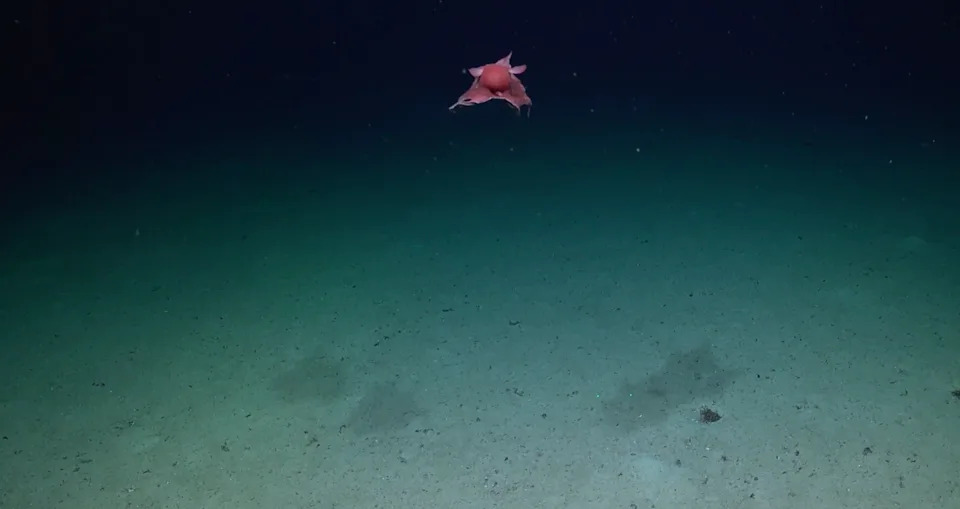 Rare 'Flapjack' Octopus Filmed 3,412 ft Deep Off Trinidad and Tobago