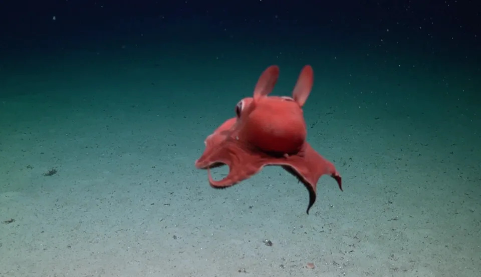 Rare 'Flapjack' Octopus Filmed 3,412 ft Deep Off Trinidad and Tobago