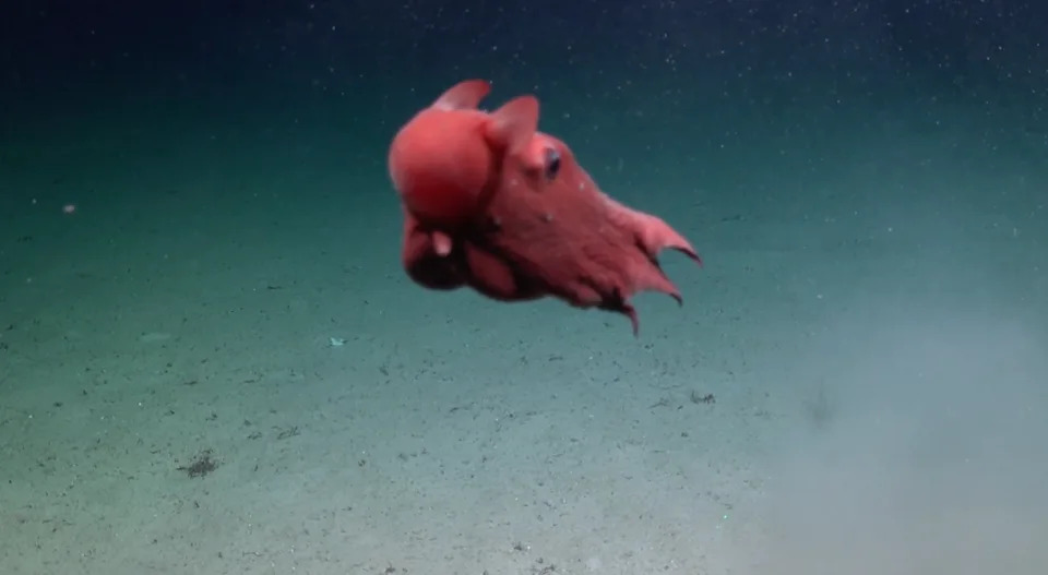 Rare 'Flapjack' Octopus Filmed 3,412 ft Deep Off Trinidad and Tobago