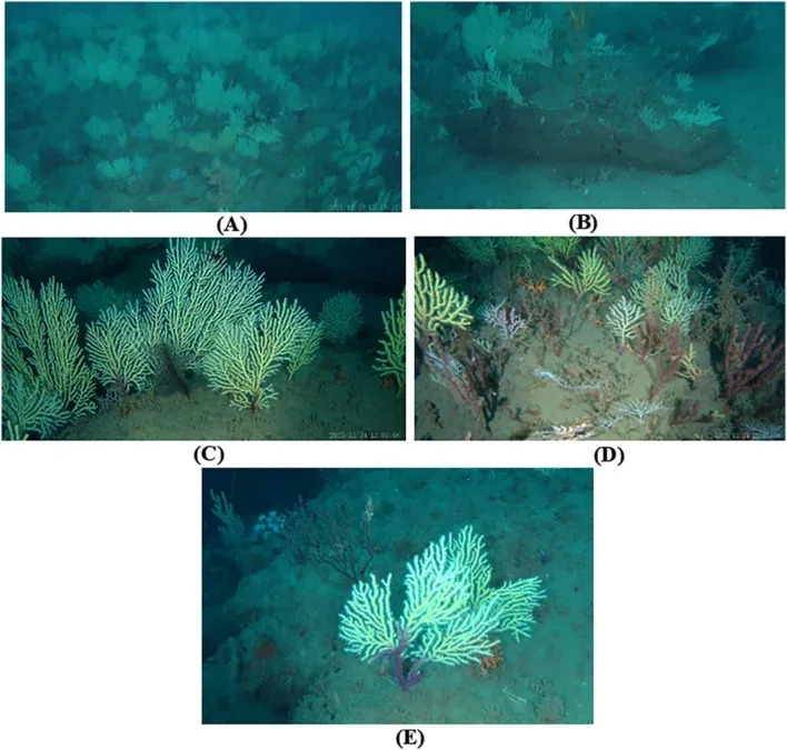Rediscovered: Living Mesophotic Coral Garden Found Off Benin After 60 Years