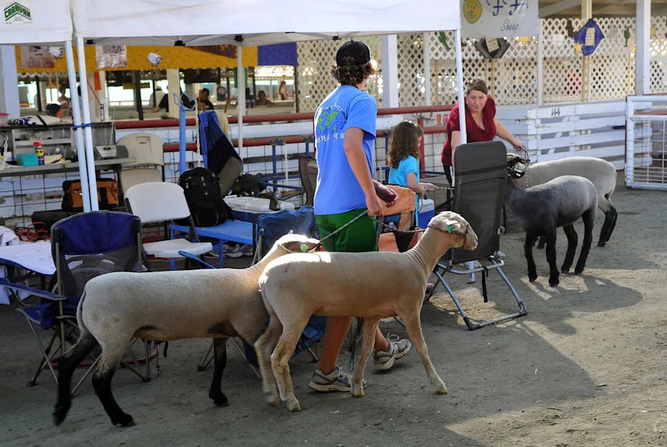 States Tighten Livestock Biosecurity Ahead Of 2026 Fair Season
