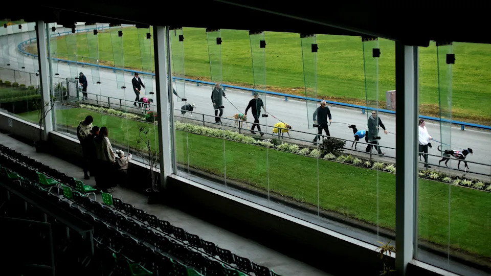Chartered Flights to Australia as New Zealand's Greyhound Racing Ban Takes Effect