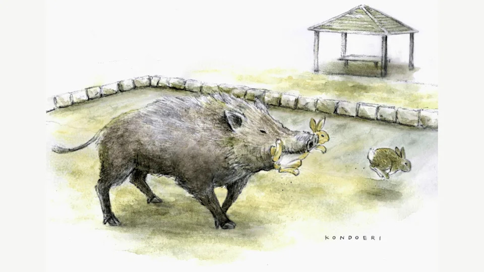 Wild Boars Turn Predator: Okunoshima's 'Rabbit Island' Faces New Ecological Risk