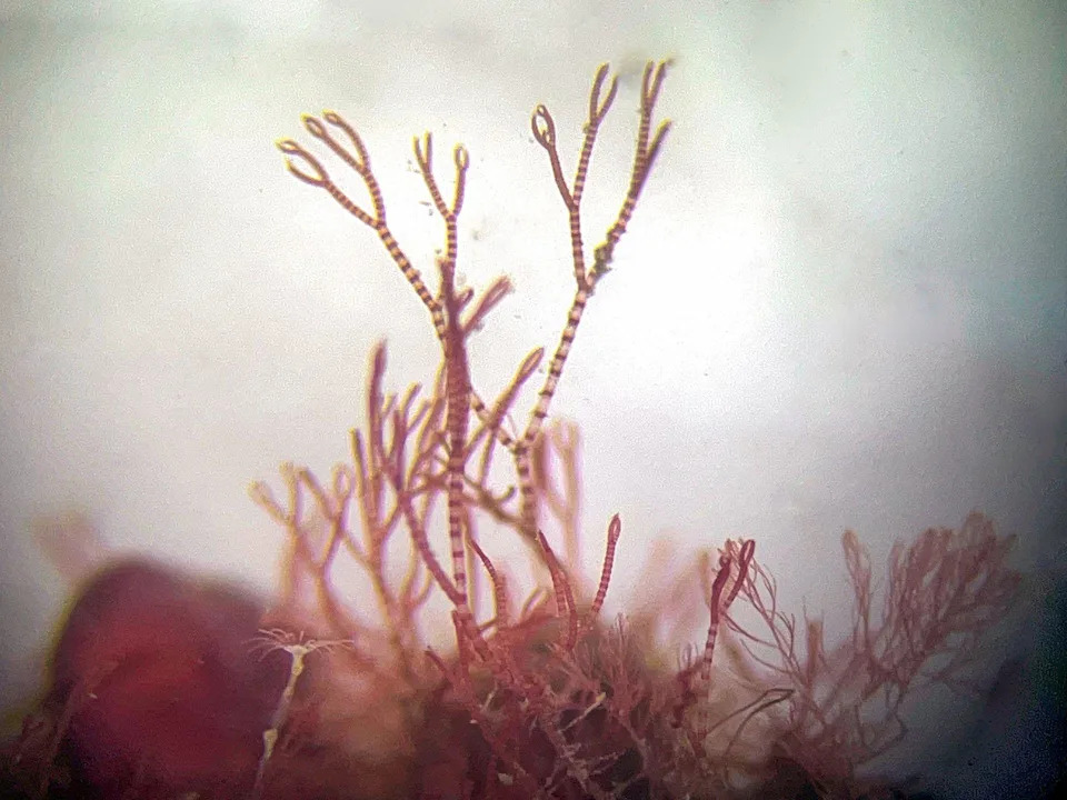After 40 Years, Scientist Confirms New 'Pink-Zebra' Seaweed From UK Maerl Beds