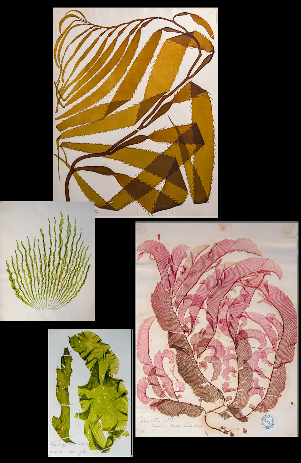After 40 Years, Scientist Confirms New 'Pink-Zebra' Seaweed From UK Maerl Beds