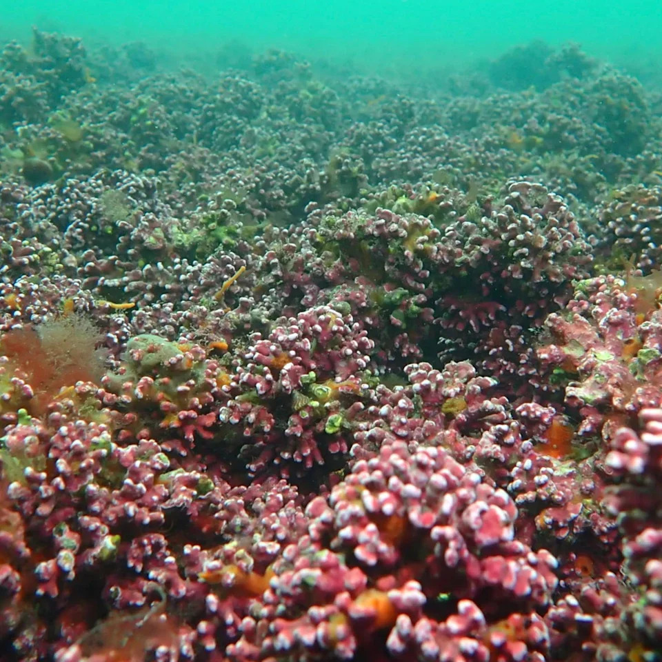 After 40 Years, Scientist Confirms New 'Pink-Zebra' Seaweed From UK Maerl Beds