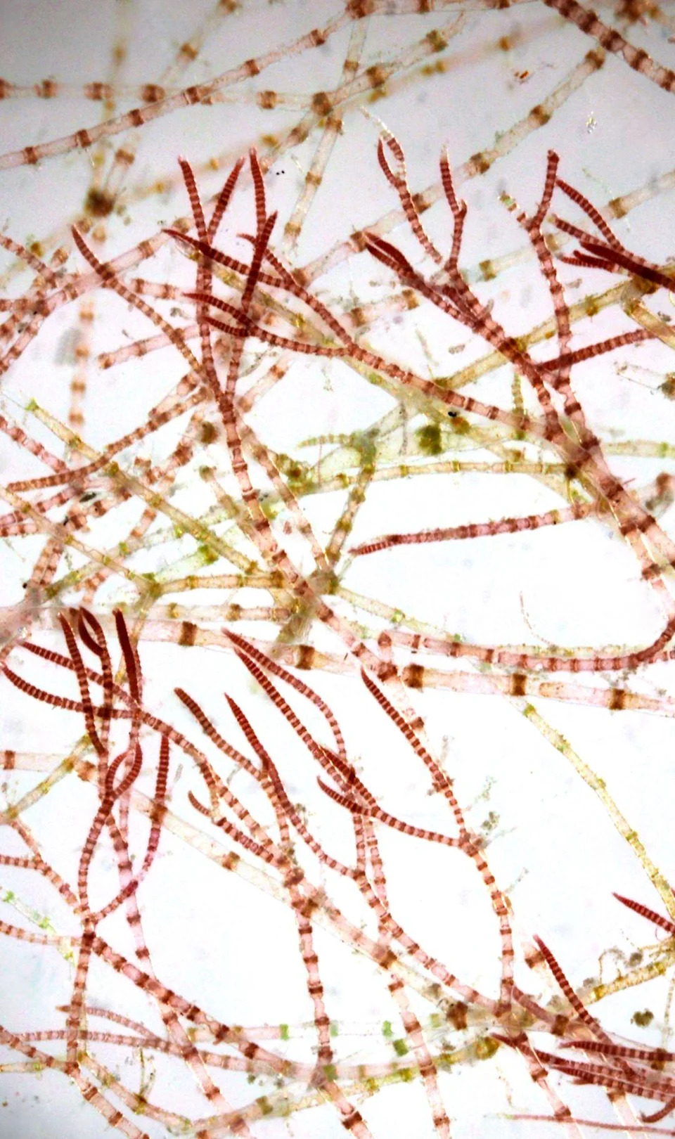 After 40 Years, Scientist Confirms New 'Pink-Zebra' Seaweed From UK Maerl Beds