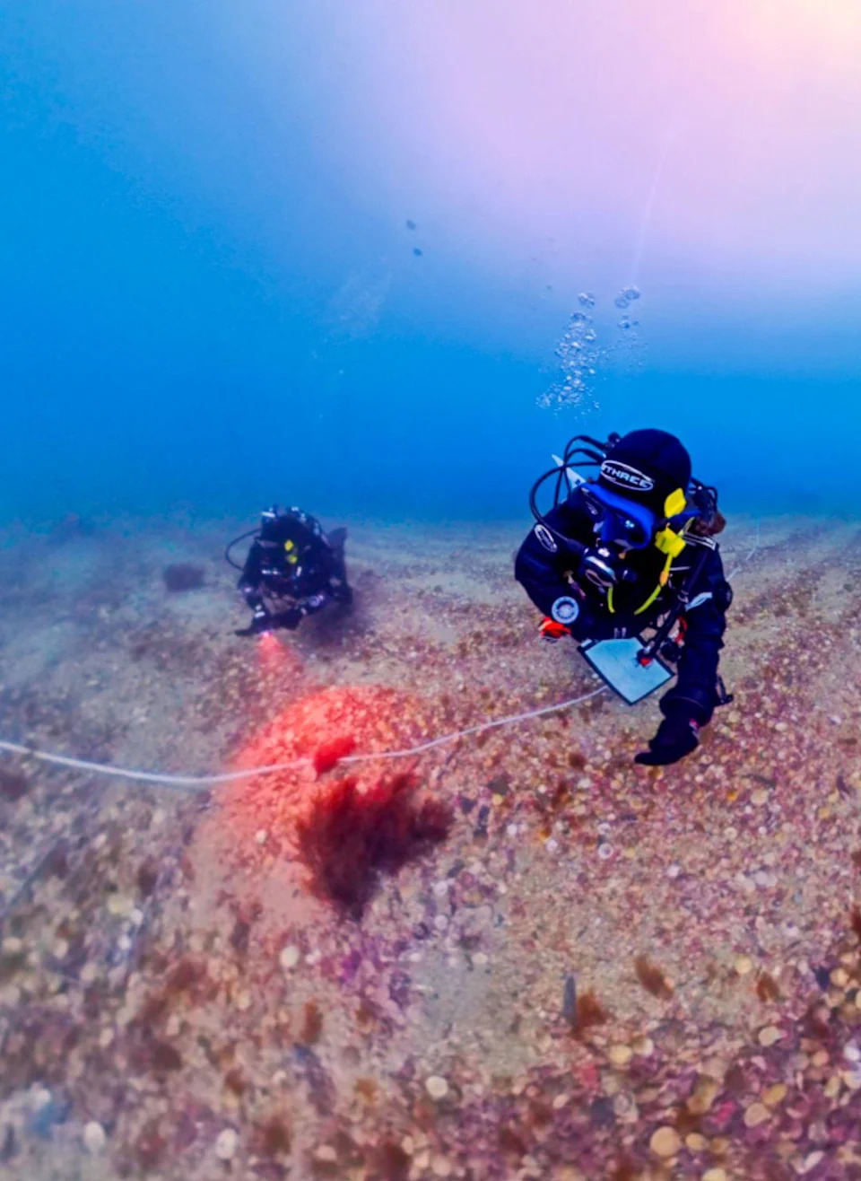 After 40 Years, Scientist Confirms New 'Pink-Zebra' Seaweed From UK Maerl Beds