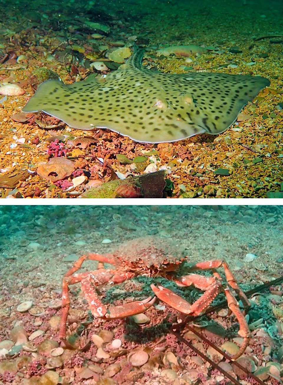 After 40 Years, Scientist Confirms New 'Pink-Zebra' Seaweed From UK Maerl Beds