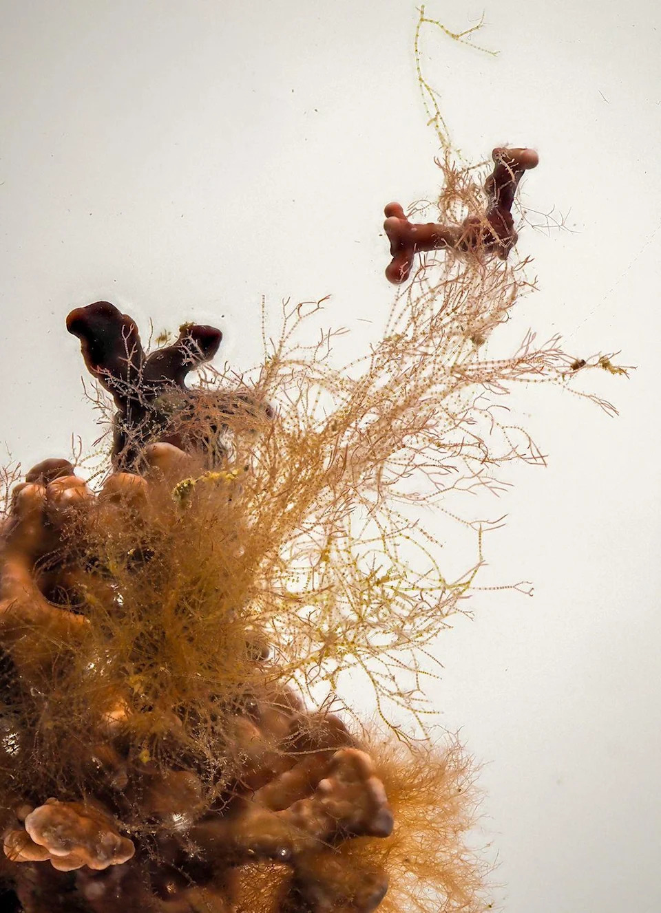 After 40 Years, Scientist Confirms New 'Pink-Zebra' Seaweed From UK Maerl Beds