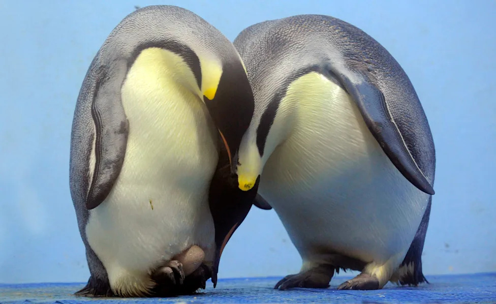 Don't Let Elections Decide Which Species Survive: A Call For Durable, Science-Based Conservation