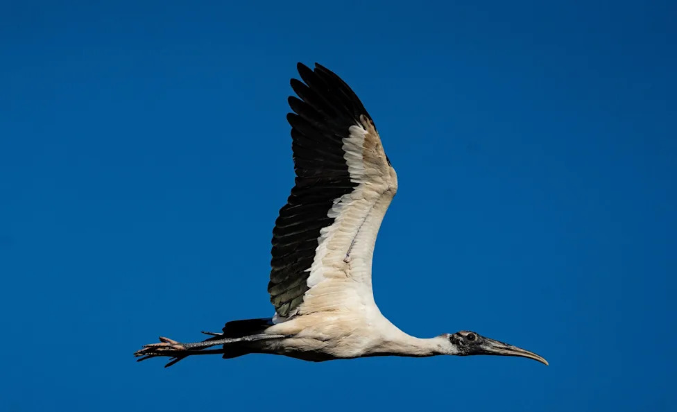 Don't Let Elections Decide Which Species Survive: A Call For Durable, Science-Based Conservation