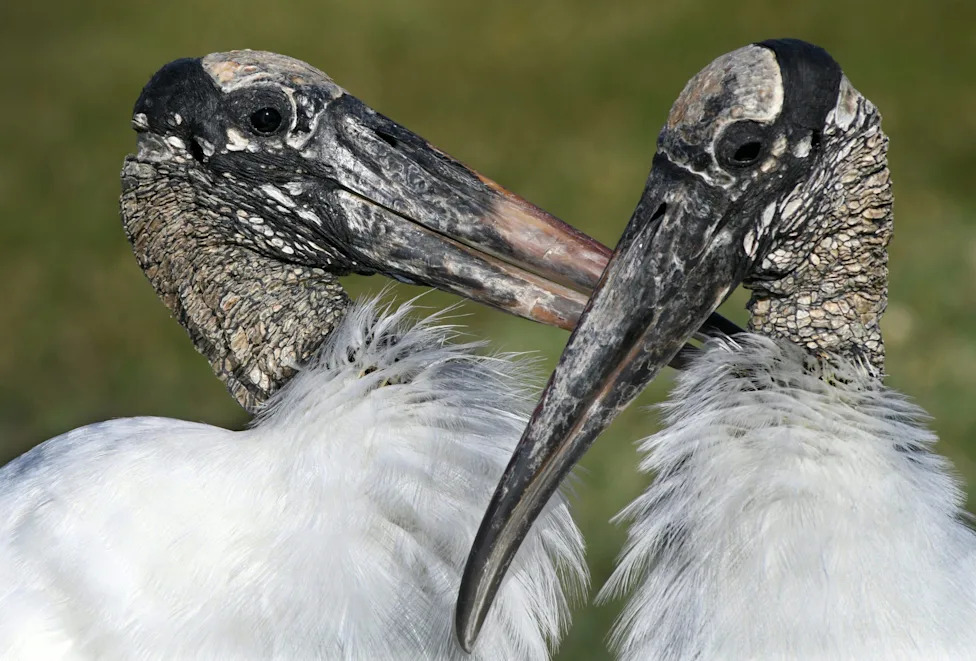 Don't Let Elections Decide Which Species Survive: A Call For Durable, Science-Based Conservation
