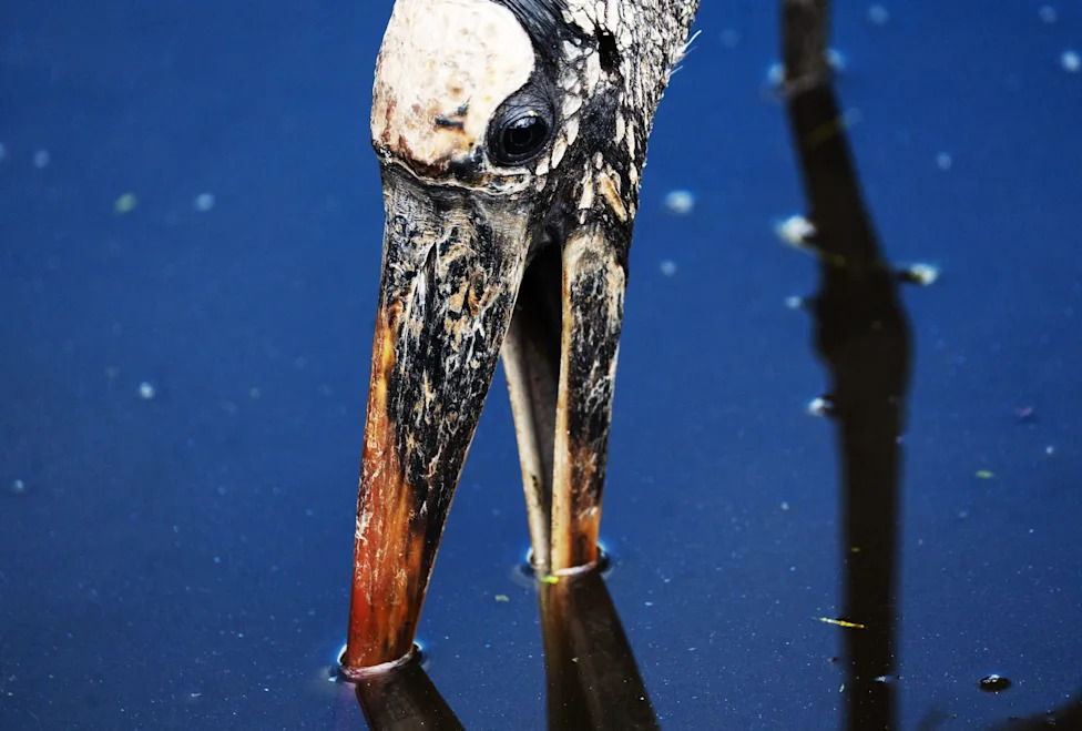 Don't Let Elections Decide Which Species Survive: A Call For Durable, Science-Based Conservation