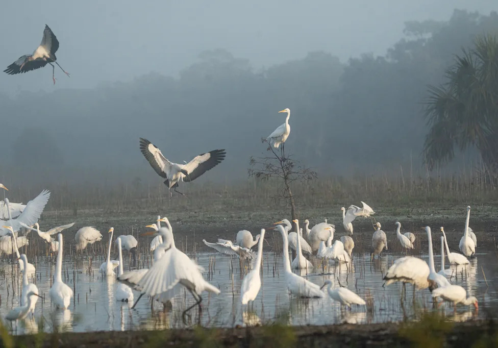 Don't Let Elections Decide Which Species Survive: A Call For Durable, Science-Based Conservation