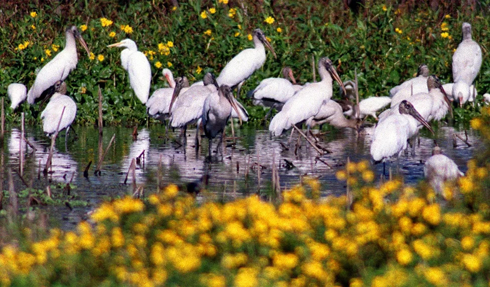 Don't Let Elections Decide Which Species Survive: A Call For Durable, Science-Based Conservation