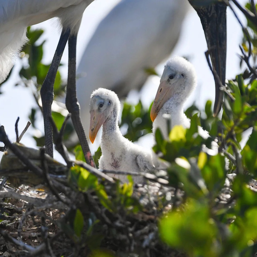 Don't Let Elections Decide Which Species Survive: A Call For Durable, Science-Based Conservation
