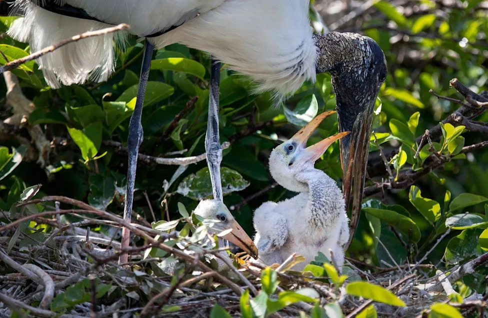 Don't Let Elections Decide Which Species Survive: A Call For Durable, Science-Based Conservation