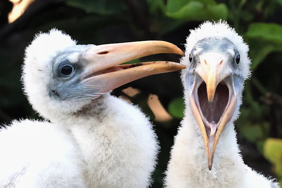 Don't Let Elections Decide Which Species Survive: A Call For Durable, Science-Based Conservation