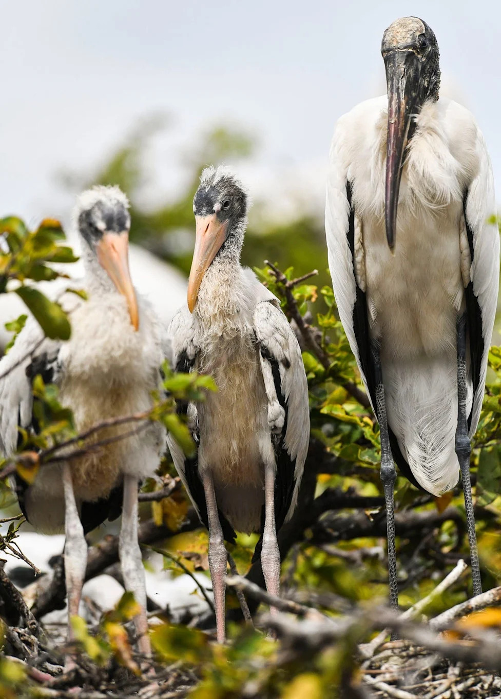 Don't Let Elections Decide Which Species Survive: A Call For Durable, Science-Based Conservation