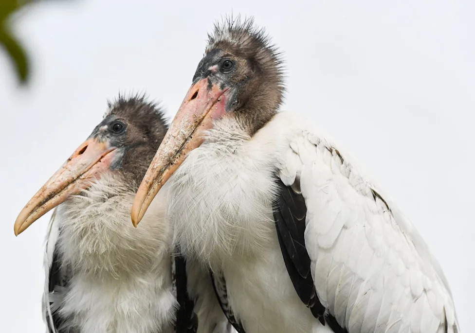 Don't Let Elections Decide Which Species Survive: A Call For Durable, Science-Based Conservation