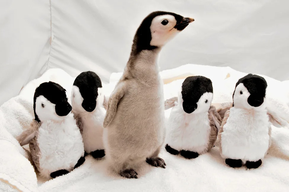 Don't Let Elections Decide Which Species Survive: A Call For Durable, Science-Based Conservation