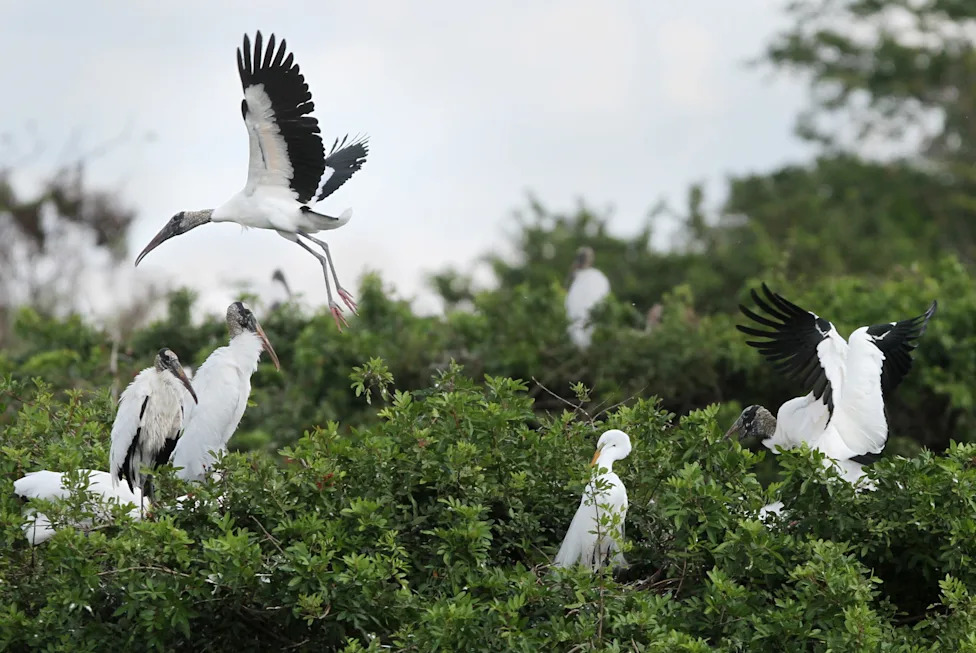 Don't Let Elections Decide Which Species Survive: A Call For Durable, Science-Based Conservation