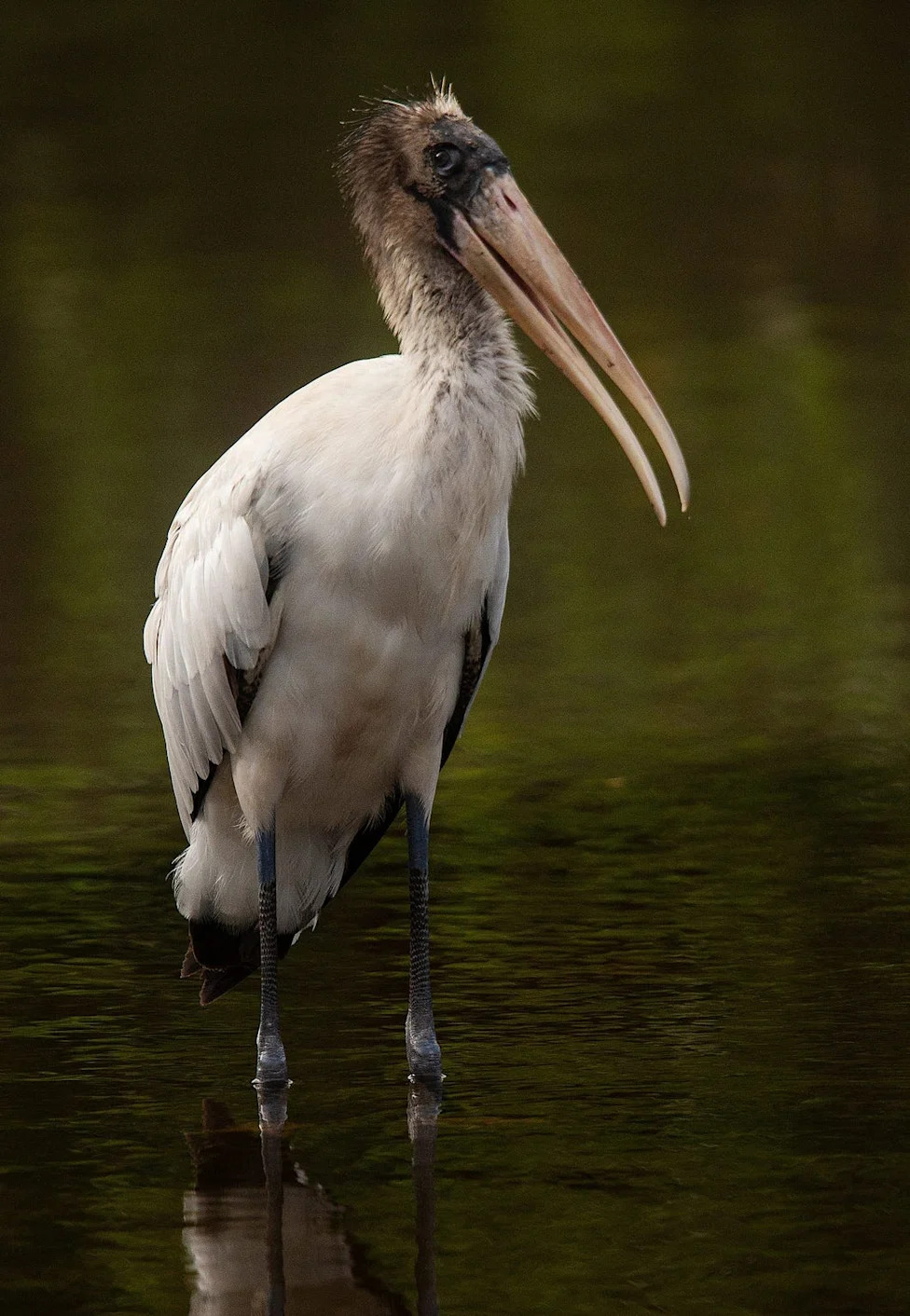 Don't Let Elections Decide Which Species Survive: A Call For Durable, Science-Based Conservation