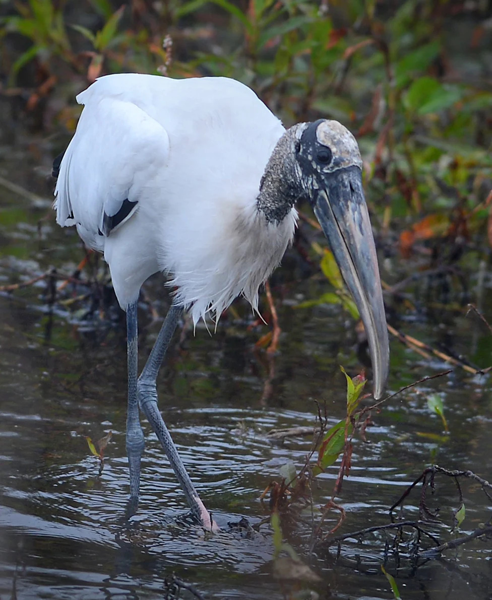 Don't Let Elections Decide Which Species Survive: A Call For Durable, Science-Based Conservation