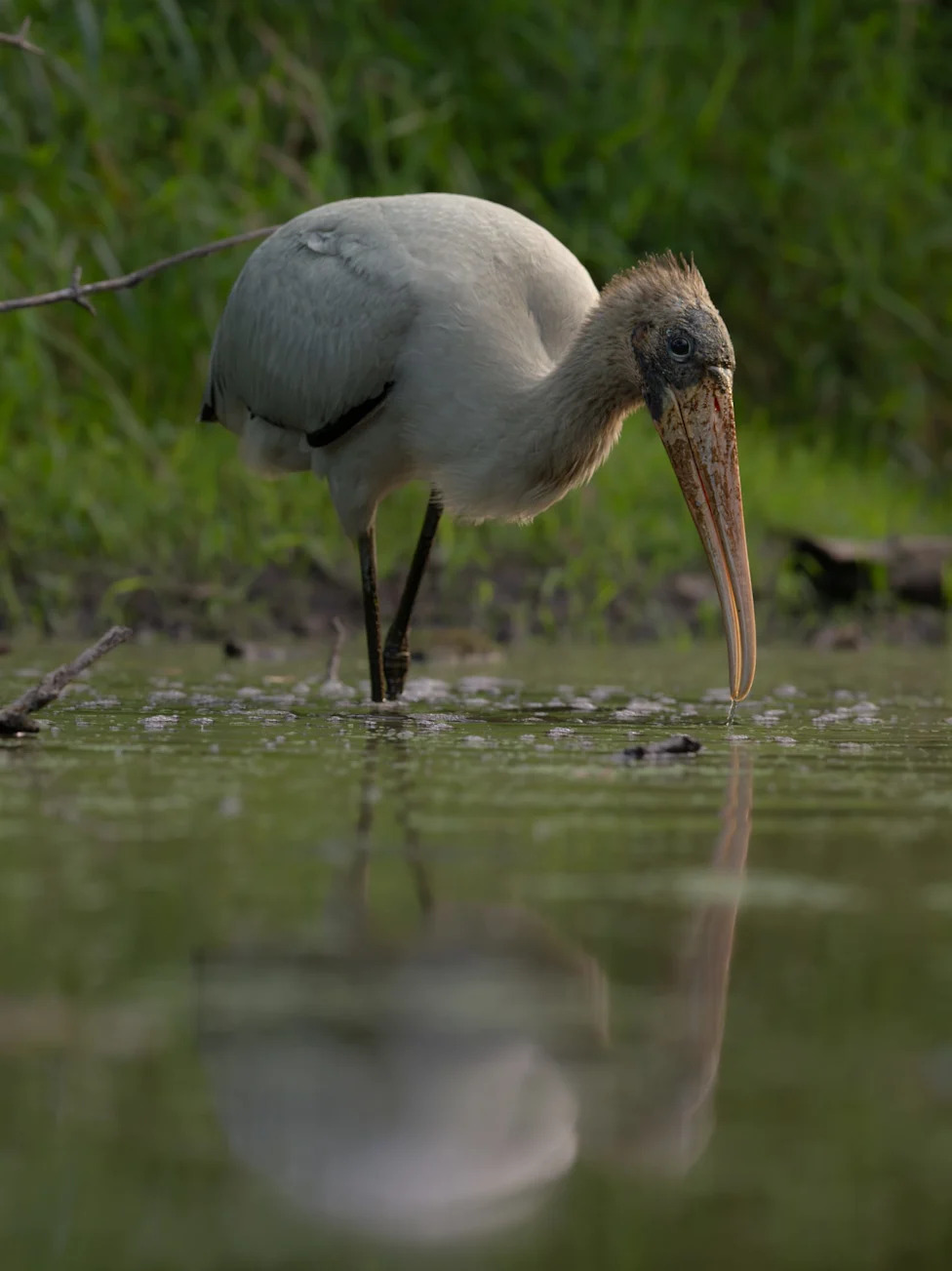 Don't Let Elections Decide Which Species Survive: A Call For Durable, Science-Based Conservation