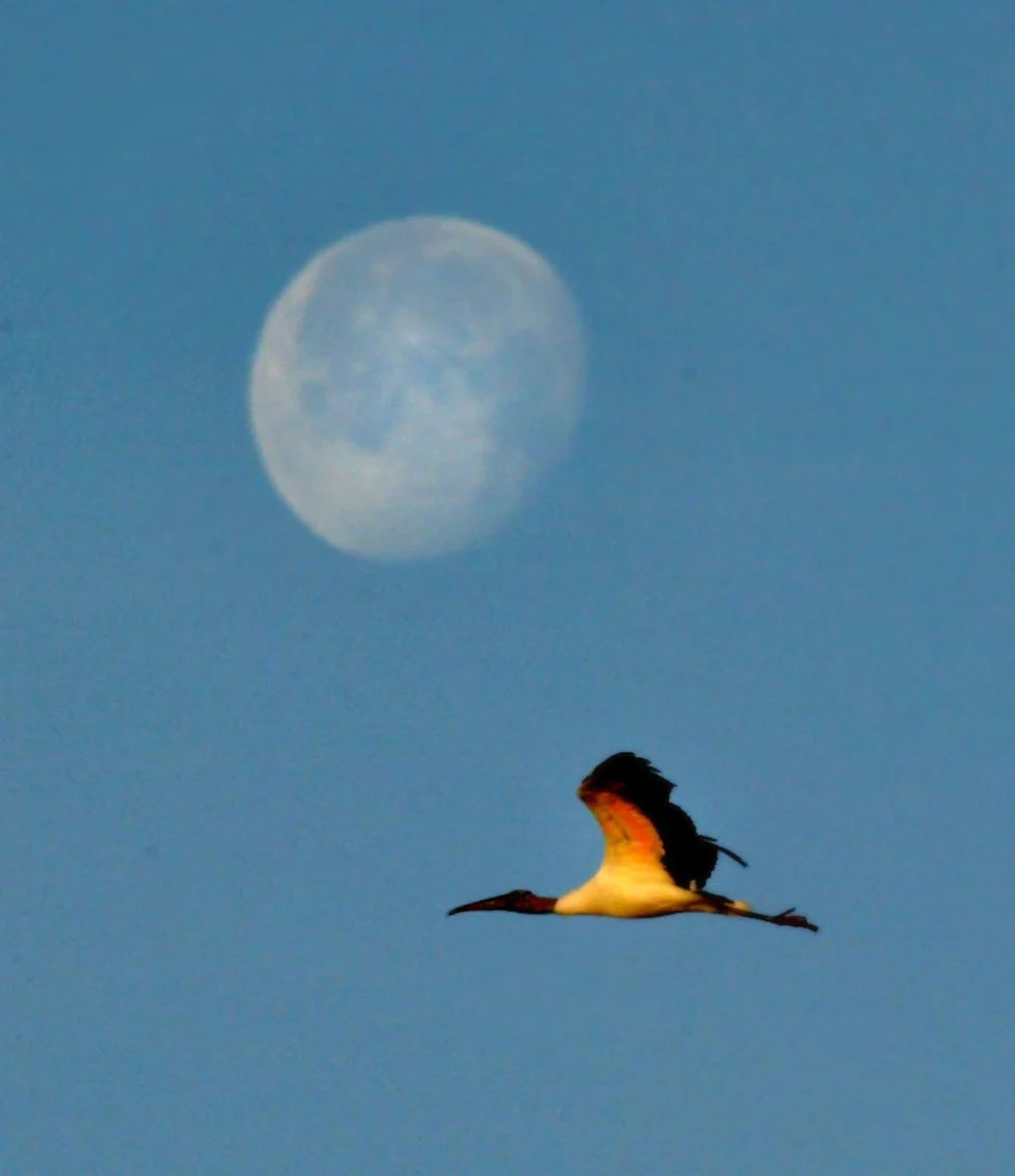 Don't Let Elections Decide Which Species Survive: A Call For Durable, Science-Based Conservation